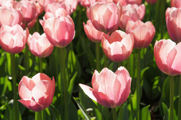 Many pink tulips in garden 