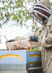Beekeeper harvesting honey