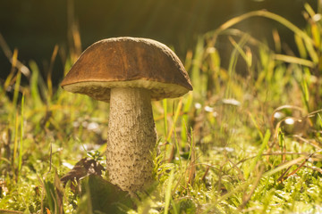 Birkenpilz im herbstlichen Licht