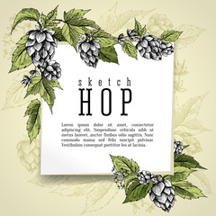 Beer hops square frame hand drawn hops branches with leaves, cones and hops flowers, color sketch and engraving design hops plants. All element isolated. Common hop or Humulus lupulus branch.