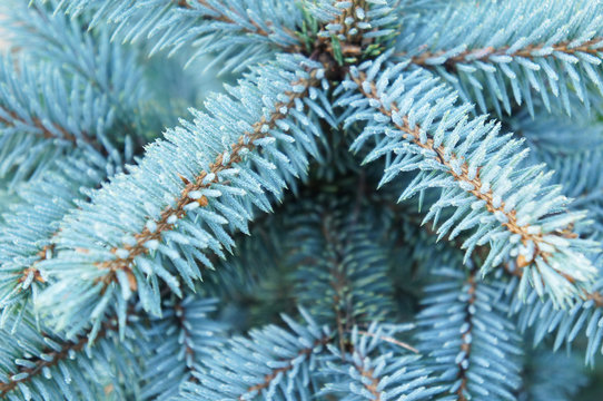 Blue spruce brances close-up