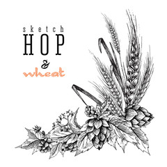 Wheat and beer hops branch with wheat ears, hops leaves and cones. Sketch and engraving design hops plants angular frame. All element isolated.