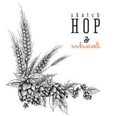 Wheat and beer hops branch with wheat ears, hops leaves and cones. Sketch and engraving design hops plants angular frame. All element isolated.