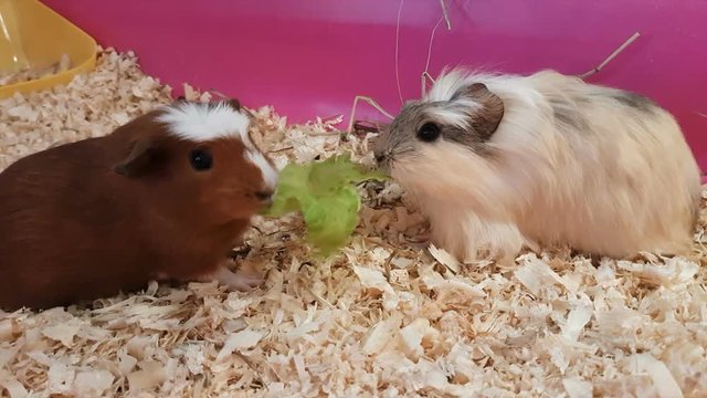 Guinea pigs eating lettuce.