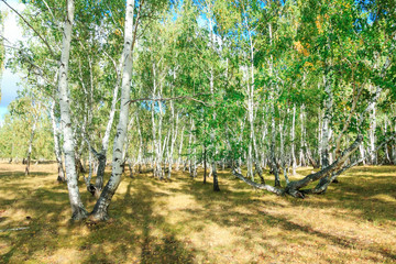 Birch tree forest in autumn with sunset sunlight