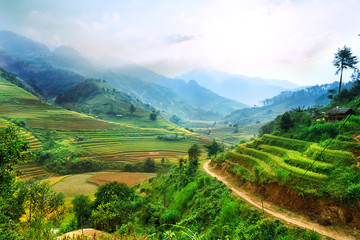 Rice fields on terraced of Mu Cang Chai, YenBai, Vietnam. Rice fields prepare the harvest at Northwest Vietnam.Vietnam landscapes.