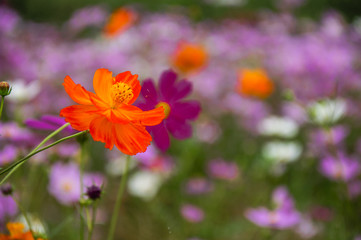 The blossoming galsang flowers closeup in garden
