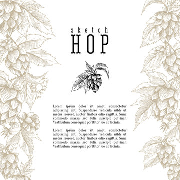 Wheat and beer hops branch with wheat ears, hops leaves and cones vector background. Sketch and engraving design layout, all element isolated.