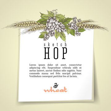 Wheat and beer hops branch with wheat ears, hops leaves and cones vector background. Sketch and engraving design layout hops plants frame. All element isolated.