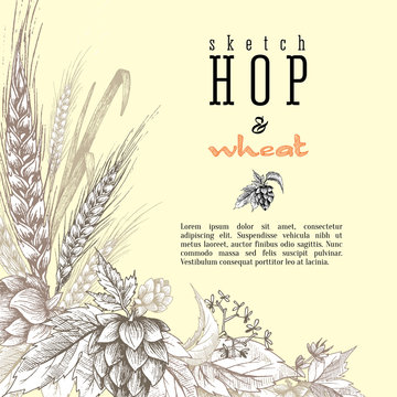 Wheat and beer hops branch with wheat ears, hops leaves and cones vector background. Sketch and engraving design layout hops plants angular frame. All element isolated.