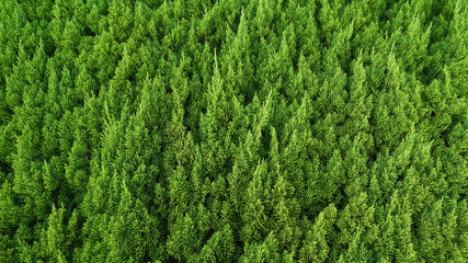 Branches of pine trees background