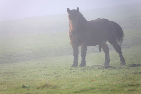 caballo semental en la niebla 9369-f16