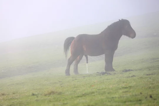 Caballo orinando en abundancia