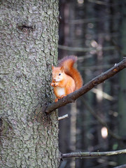 squirrel on the branch spruce eats nuts