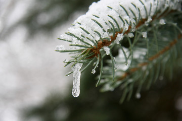 Winter im Naturgarten