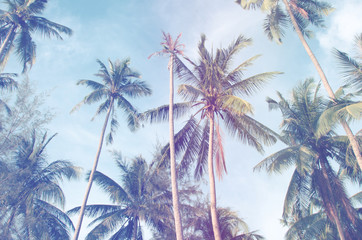 Coconut tree Vintage