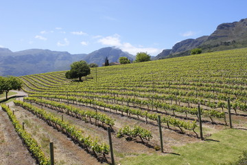 A vineyard on a mountain slope in the South African Cape Winelands