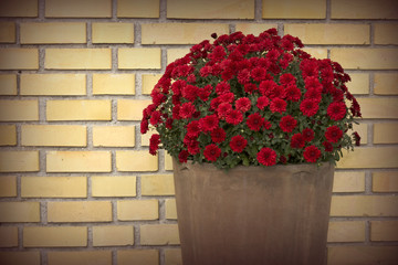 Flower pot front of yellow brick wall