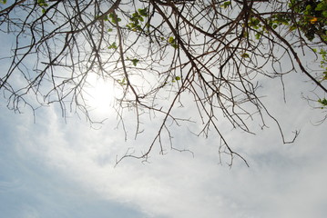 Leafless Canopy
