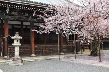 Naklejka premium Kyoto cherry tree - Honpoji Temple