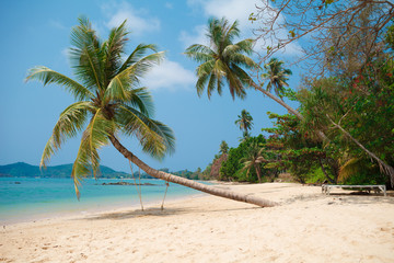 Palm tree at tropical island