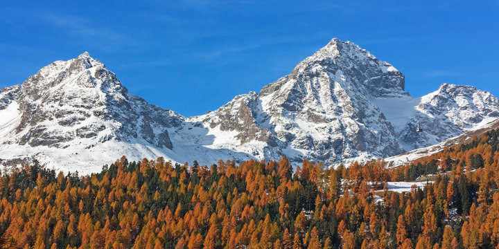 Herbst im Engadin mit Arven-L&auml;rchenwald und den Gipfeln Piz Julier (G&uuml;glia) und Piz Albana (links) von St. Moritz aus gesehen. Graub&uuml;nden, Schweiz