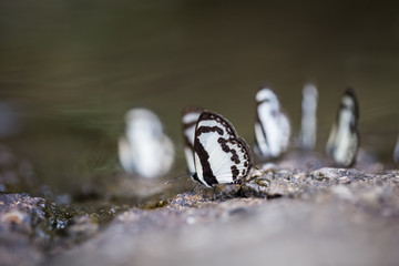 little butterflies on wet rock
