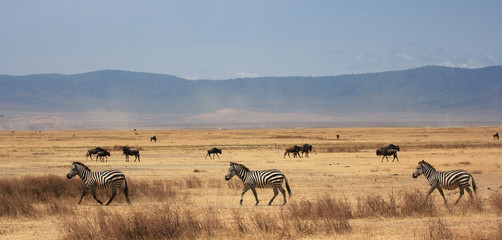 Zèbre du Ngorongoro, Tanzanie