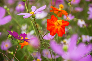 Fototapeta premium The blossoming galsang flowers closeup in garden 