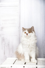 Hübsche Britisch Langhaar Katze sitzt auf einer weißen Holzkiste in einem hellen Raum.