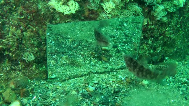 Study of the behavior of fish: wrasse furiously attacks its reflection in the mirror.
