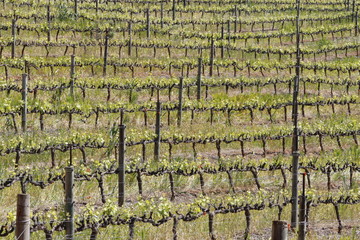 Multiple rows of vines growing on a vineyard in spring