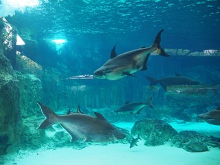 Naklejka premium Animals