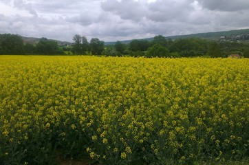 Obraz premium Flower Landscape