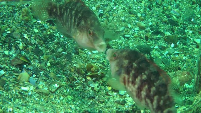 Study of the behavior of fish: wrasse attacking its reflection in a mirror, close-up.
