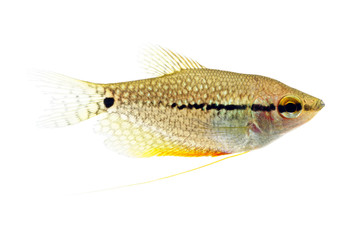 The pearl gourami