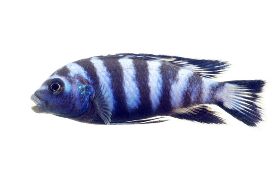 Cobalt Blue Zebra Cichlid 