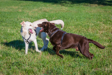 Hunde toben