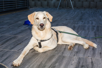 Wachhund