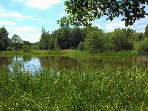 Angelteich mit Schilf Plothen