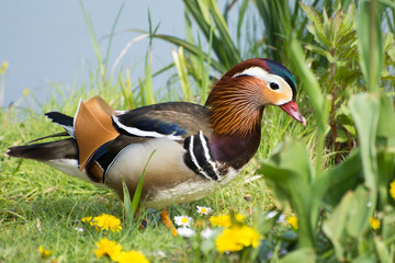 Mandarinente