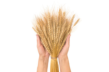 Bouquet of ears of wheat in women's hands. Isolated on white