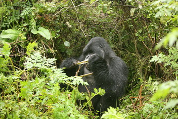 Obraz premium Wild Gorilla animal Rwanda Africa tropical Forest