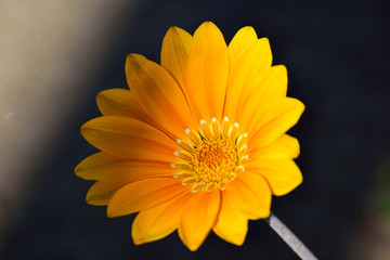 the sun flower