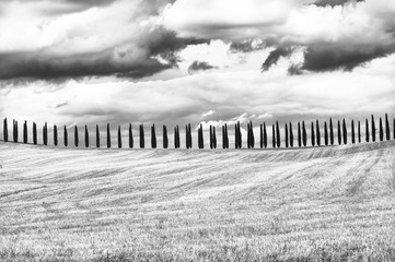 Trees in  a row