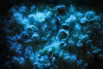 Crédence en verre imprimé Roses beaucoup de roses blanches montées sur le mur illuminées de lumière bleue