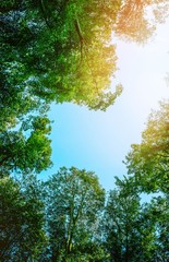 Baumwipfel/Baüme und Himmel