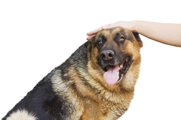 hand caressing a german shepherd