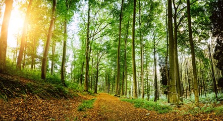 Waldweg/Laub liegt auf einem Waldweg