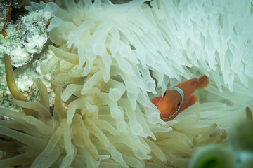 Colorful anemonefish